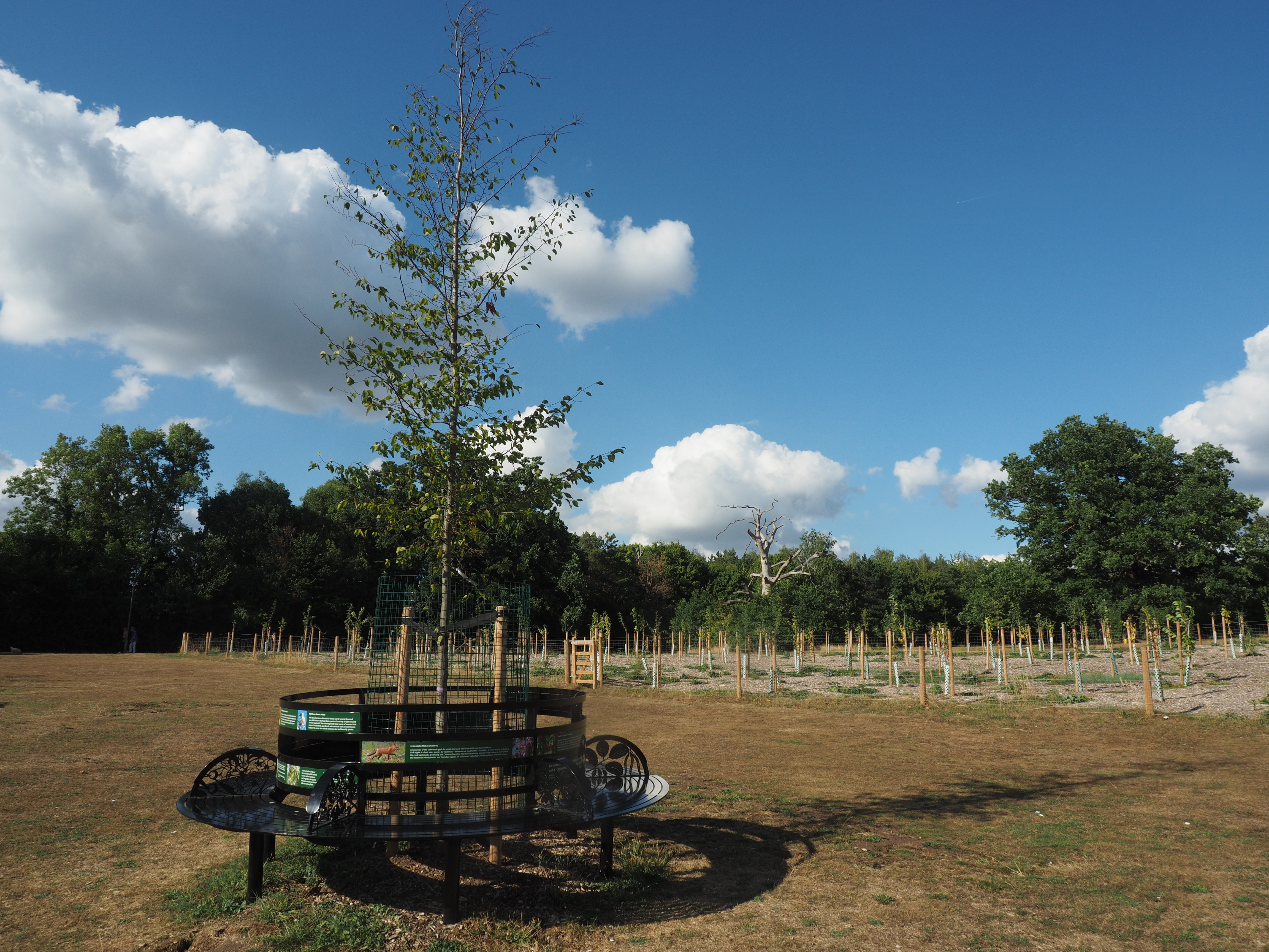 The bench and hornbeam tree at the centre of the Barnet Memorial Woodland