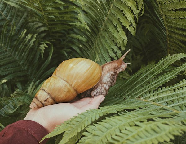 turbo snail on a hand