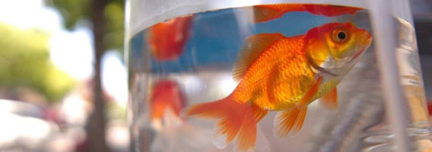 Council votes to ban pets as prizes
